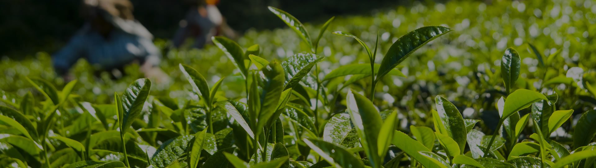 Sürdürülebilir<br />Çay Tarımı Projesi