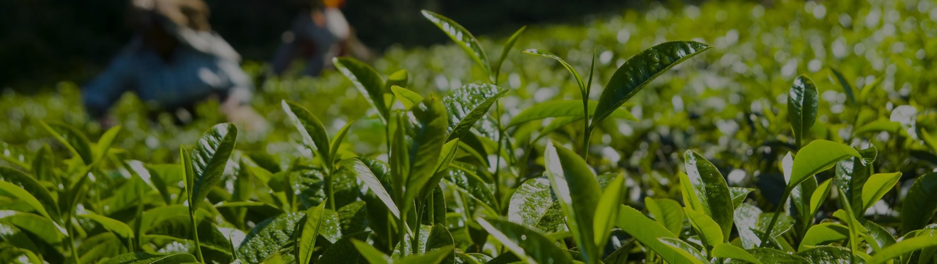 Sürdürülebilir<br />Çay Tarımı Projesi
