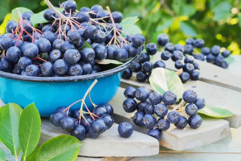 Blueberry, zengin antioksidan içeriği sayesinde serbest radikallerle savaşır, hücresel hasarı ve kronik hastalık riskini azaltır